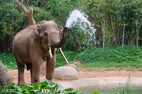 大象鼻子噴水
